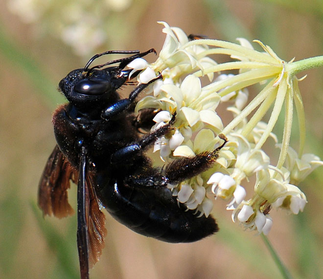 Carpenter Bee (Xylocopa) on Horsetail Milkweed